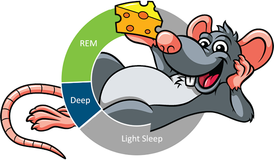 I dream of rats